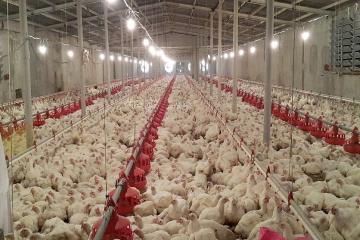 بازگشت تولید گوشت مرغ در خراسان رضوی به روال عادی