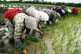 شخم زمستانه راهکار مصرف آب کمتر برای تولید برنج گیلان
