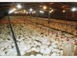 ۹۴۰۰قطعه مرغ گوشتی در اثر قطع برق داخلی واحد مرغداری در بشرویه تلف شدند