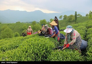 رئیس سازمان چای: ۳۰ میلیارد تومان تسهیلات به چایکاران پرداخت می‌شود
