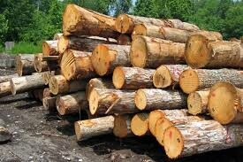 ۴۵ هزار کیلو چوب قاچاق در چهار محال و بختیاری کشف شد
