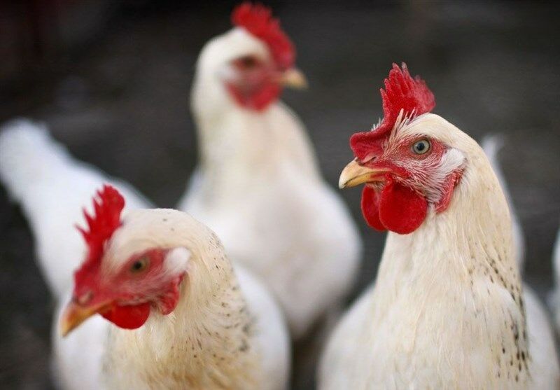 کشف ۱.۵ تن مرغ زنده در بار گچ