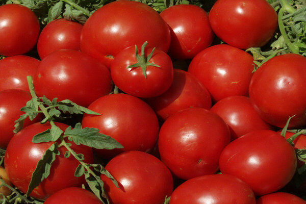 صادرات گوجه آزاد شد