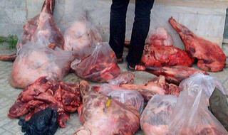 کشف گوشت سگ در قصابی غیرمجاز در مشهد!
