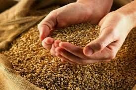 تولید و فرآوری یک هزار و ۶۶۰ تن انواع بذر اصلاح شده