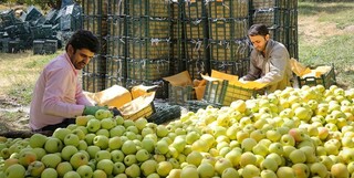 ذخیره سازی سه برابری سیب در انبارها برای عید