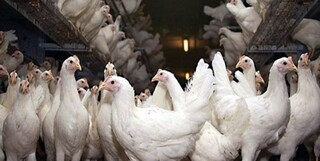 هزینه تولید مرغ ۷۰.۲۸ درصد گران شد