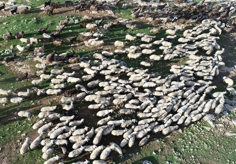 ۵۲ میلیون راس گوسفند و بُز در کشور داریم