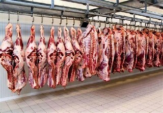 تولید گوشت قرمز در فصل پاییز ۲۰ درصد کاهش یافت
