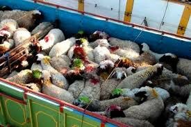  قاچاق دام زنده از مرزهای آبی کشور ‌/‌شیوخ عرب مشتریان پر و پا قرص گوسفندان ایرانی/ سود هنگفت در جیب دلالان