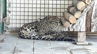 وضعیت غم‌انگیز پلنگ ایرانی در باغ وحش