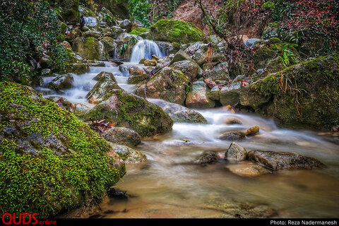 طبیعت زیبای پارک جنگلی توسکا چشمه در مازندران
