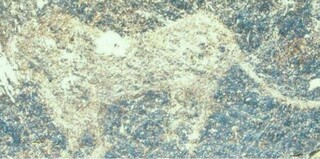 سنگ نگاره های هزاران ساله در داورزن کشف شد