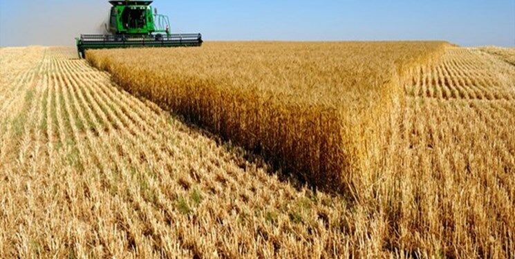 برداشت گندم از ۱۷ هزار هکتار از مزارع کشاورزی شهرستان آبیک آغاز شد


