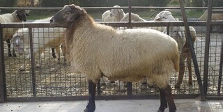 ۵۰ هزار راس گوسفند تا آخر هفته وارد کشور می‌شود