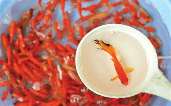بازار فروش  «ماهی قرمز» در کرمانشاه گرم شد