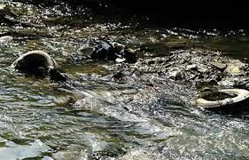 خطر حیات آبزیان از آثار مخرب آلودگی رودخانه‌های رشت است