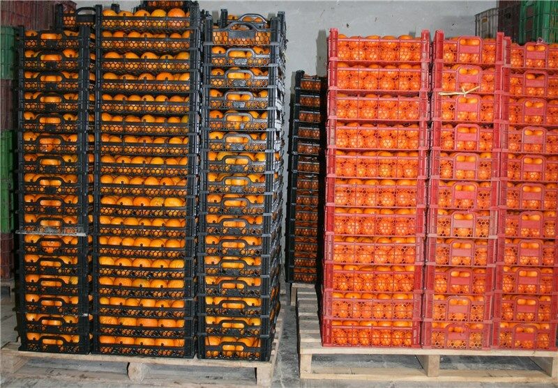 توزیع ۷۰هزار تن سیب و پرتقال شب عید از امروز با ۱۰ تا ۲۰درصد تخفیف