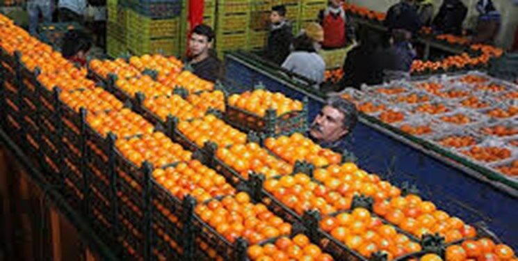 صادرات کنسانتره میوه از شاهرود به ترکیه