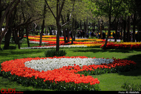 جشنواره گلهای پیازی در بوستان ملت مشهد