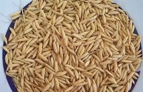 اثرگذاری بذرهای باکیفیت در افزایش تولید برنج گیلان