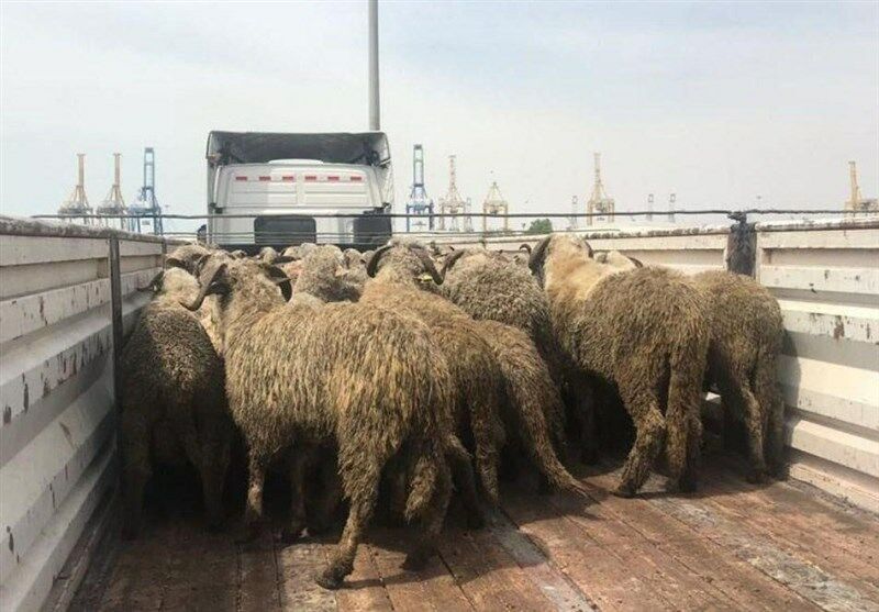  گوسفندهای دم‌دراز وارداتی هم شایعه‌ساز شدند+عکس
