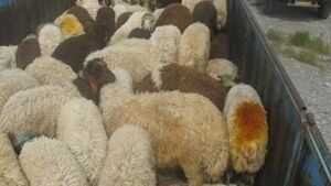 رسیدگی به پرونده کشف تعداد ۳۵ راس گوسفند فاقد مجوز حمل دامپزشکی 