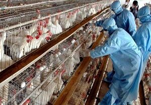 واکسیناسیون، صنعت تولید مرغ را به چرخه درآورد/سال گذشته ۸۰۰هزار قطعه طیور تلف شدند