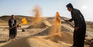 افزایش ۲۳ درصدی خرید گندم مازاد بر نیاز کشاورزان