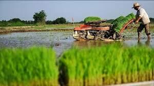 کاهش هزینه تولید برنج در ۴۷درصد از شالیزارهای رشت
