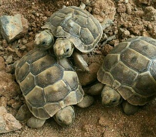 علت تولد لاکپشت‌های دو سر در یزد چیست؟