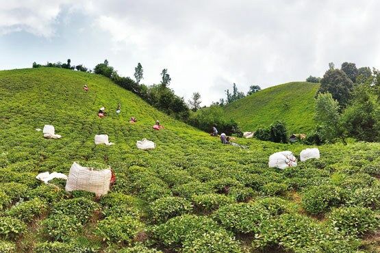 برگ سبز چای بیشتر از نرخ تضمینی خریداری می شود