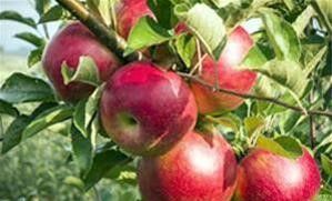 صادرات ۱۰۳ هزار تن سیب از خراسان رضوی