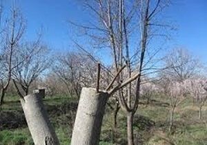 اجرای طرح جوان‌سازی درختان گردوی ملایر
