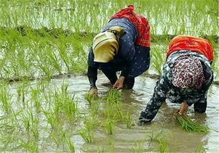 برداشت برنج طارم دم سیاه برای اولین بار در جنوب خراسان رضوی
