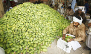 سیستان و بلوچستان بهشت میوه‌های گرمسیری؛ برداشت انبه آغاز شد