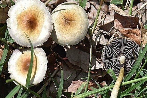 خطر مسمومیت ناشی از مصرف قارچ‌های وحشی بومی