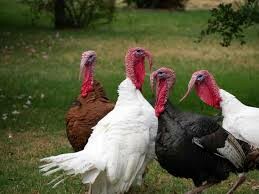 گوشت بوقلمون جایگزین مناسبی برای مرغ مصرفی خانوار