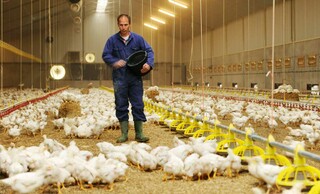 تولید گوشت مرغ در ماه جاری از نیاز کشور بیشتر می‌شود