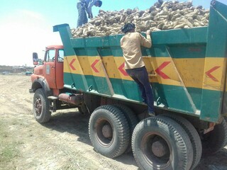 اعزام ۳۰ دستگاه کامیون به استان خوزستان برای حمل چغندرقند