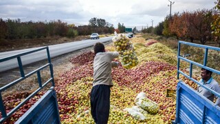 فروش سیب کنار جاده ممنوع/«وضعیت زرد» سیب سرخ آذربایجان