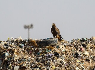 «زباله» طعمه مسموم برای پرندگان شکاری
