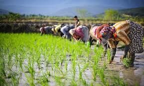 اتمام نشاء برنج در شالیزارهای گیلان