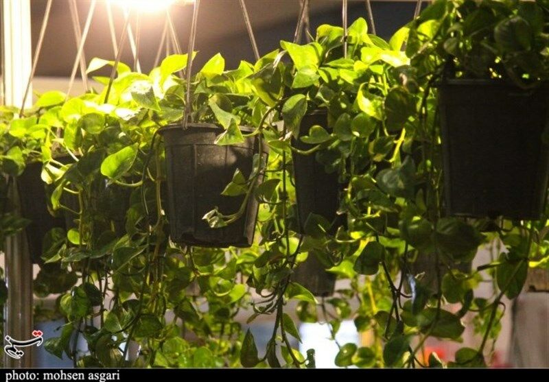 بام‌ها و بالکن‌های سبز در فضای شهری مشهد توسعه می‌یابد