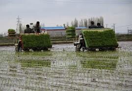  اقداماتی برای کاهش رنج تولید برنج در گیلان