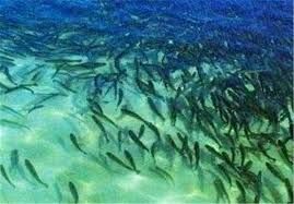 رهاسازی ۲ میلیون قطعه بچه ماهی در دریای خزر