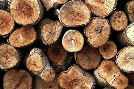 کشف ۱۰ تن چوب جنگلی قاچاق در سیاهکل