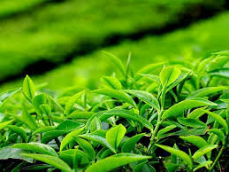  افزایش قیمت خرید تضمینی برگ سبز چای