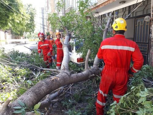 سقوط ۶۱ اصله درخت در مشهد در پی وزش باد شدید و بارش باران