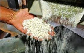 کاهش ضایعات برنج در گیلان